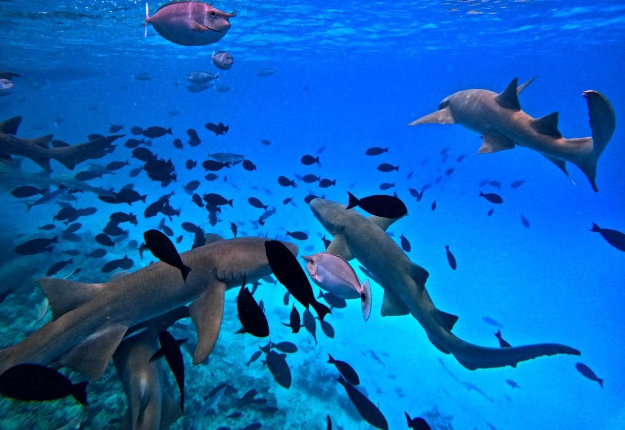 Adroit Beach Inn Guraidhoo  Zewnętrze zdjęcie